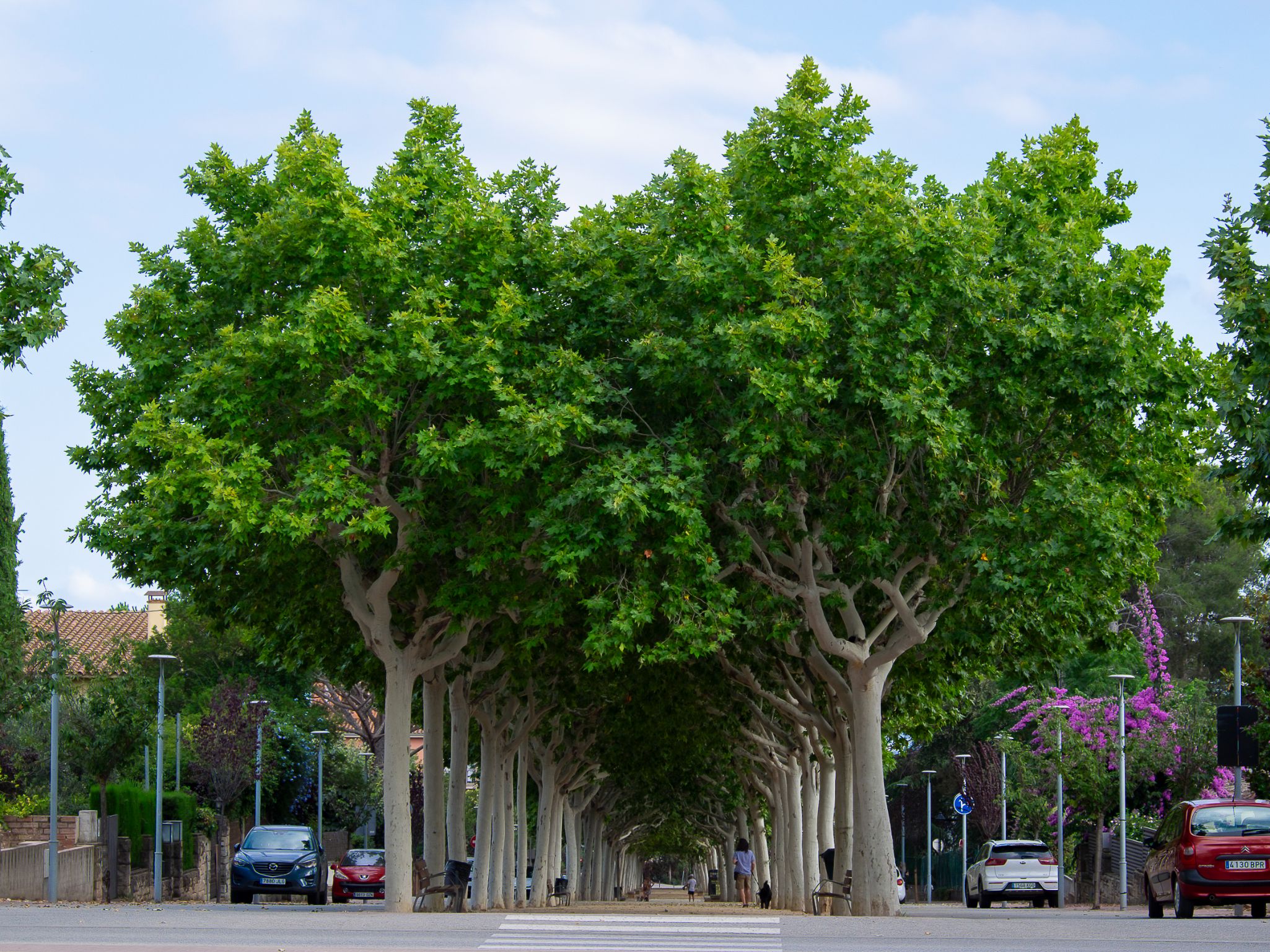 IBAN RACONS 4  Passeig